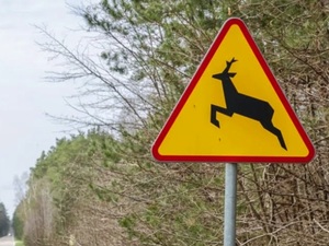 znak ostrzegawczy uwaga dzikie zwierzęta na drodze