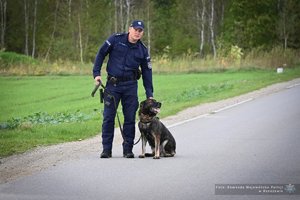 Policjant stoi na drodze obok niego jest pies owczarek belgijski na smyczy