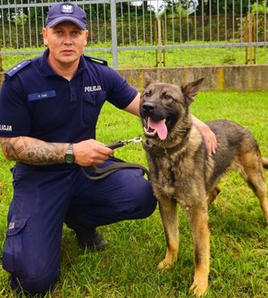 policjant z psem rasy owczarek belgijski