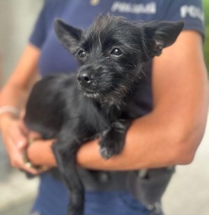 policjantka trzyma na rękach pieska