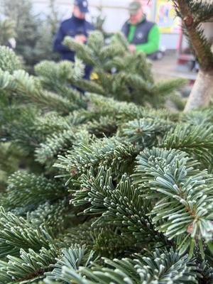 Kontrola punktu sprzedaży choinek